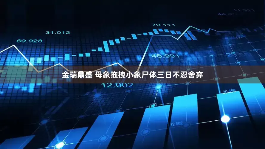 金瑞鼎盛 母象拖拽小象尸体三日不忍舍弃